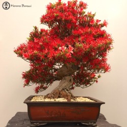 heronsbonsai:  Stunning Small Leaf Satsuki