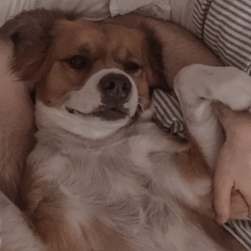 Cevans + Dodger