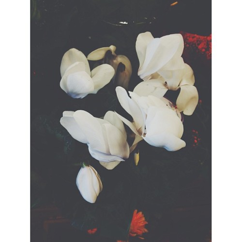 好优雅的花：)#squaready#pure#white#nice#captchina#flowers#beautiful#pretty#vsco#vscocam#landscape#like4lik