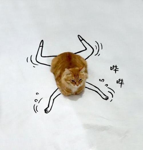 uncreativelyinclined:pleatedjeans:Internet Users Doodled on This Cat Photo to Make it Better (18 Pic