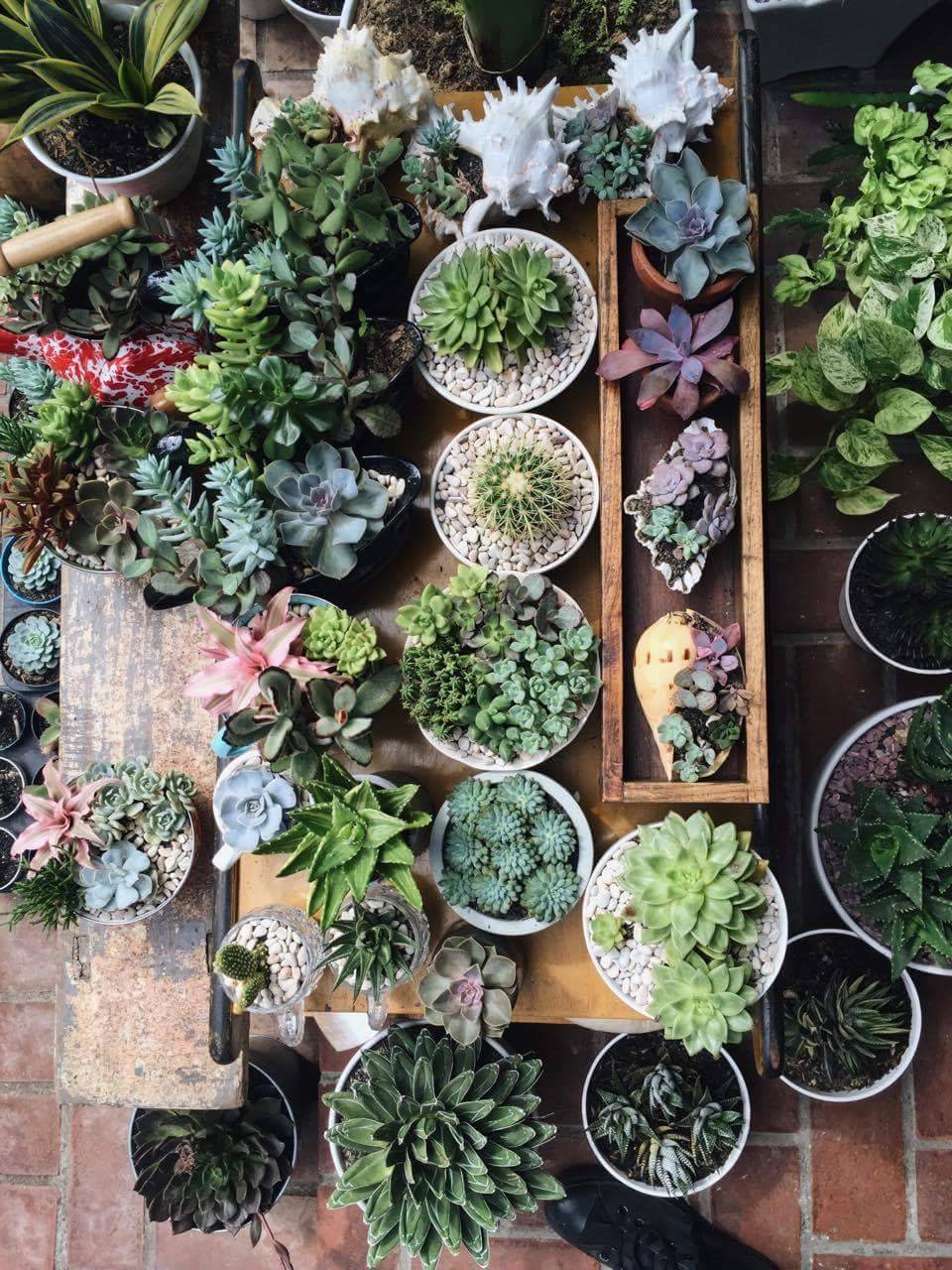 thatonenotsopopulargirl: These beauties are from a friend: @artbyevie - photography