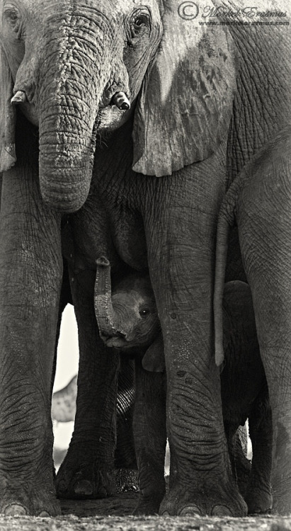 desvre: An Elephantine Moment by Morkel Erasmus | Source