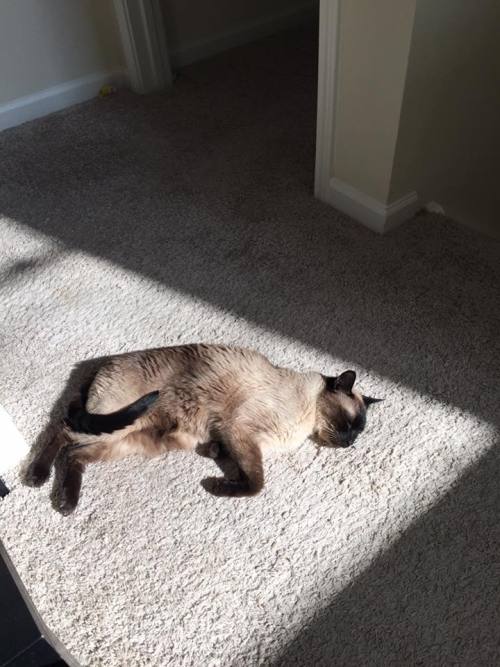 Porn Pics catsbeaversandducks:  The Sunbeam Has Claimed