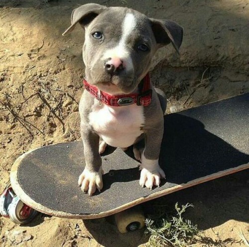 pitbulls & tattoos