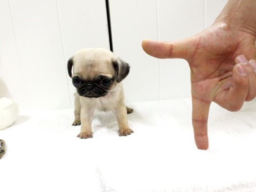 cynological: rickyhitler: pookyhorse: zooophagous: perfectdogs: perfectdogs: Do you want a tiny or h