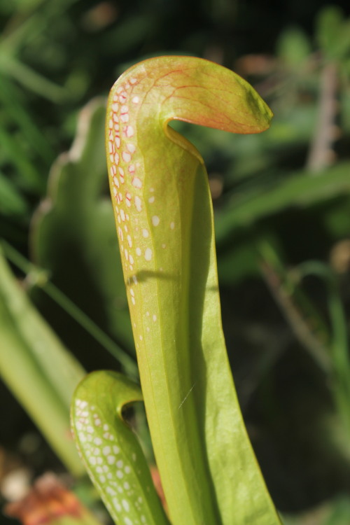 The amazing Sarracenia minor is my personal favorite species of American pitcher plant. The pitchers