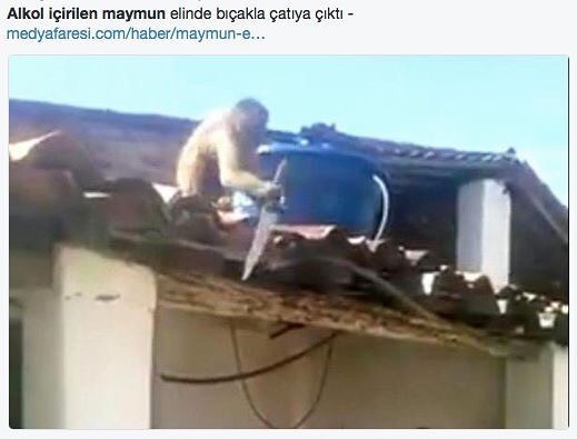 Alkol içirilen maymun...