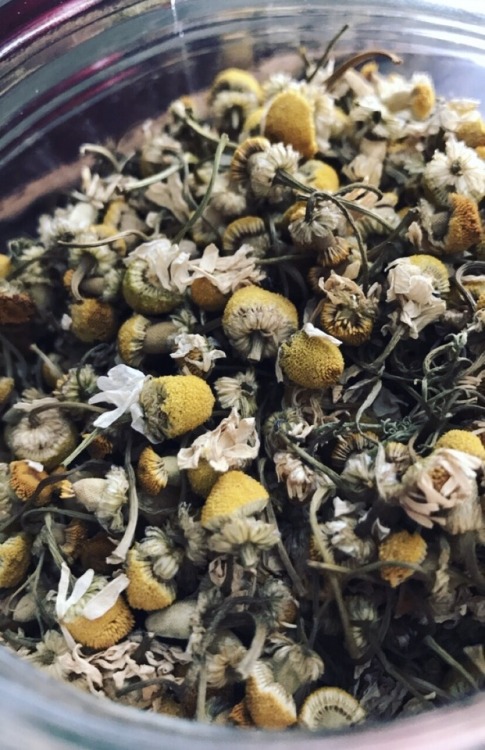 mr-moonrose: Roman Chamomile  Often referred to as the “ground apple,” chamomile is the flower of pe