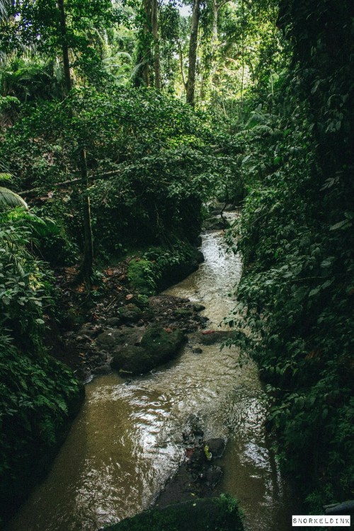 snorkeldink:Monkey Forest