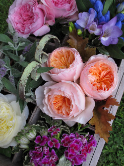 alicepouliou1:David Austin Cut Roses by Susan R~ on Flickr. I loooooove David Austin roses!!! 😍