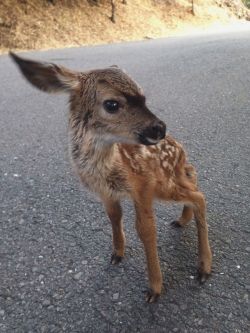 datsrad:  datsrad:  I just saved this bby new born deer. and I’m crying bc it kept following me.  omg 