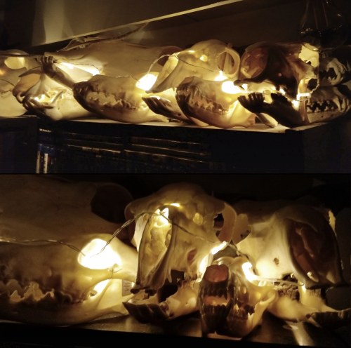 canisalbus: I bought a little battery-powered string light and now my skulls are looking extra festi