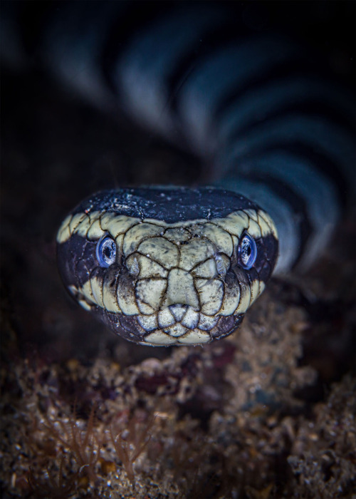 Dave Johnson (British, England) - The Hypnotist, 2019, Underwater Macro Photography