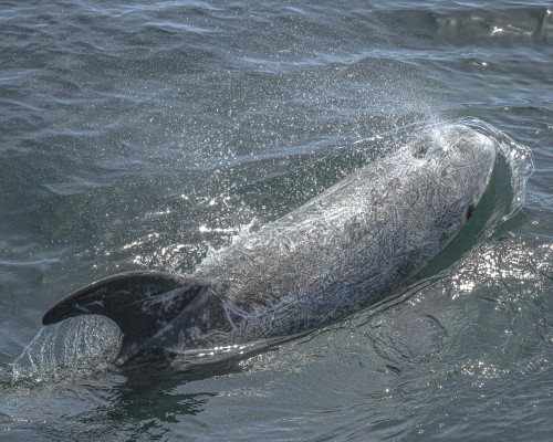 Risso’s Dolphins.4/7/22