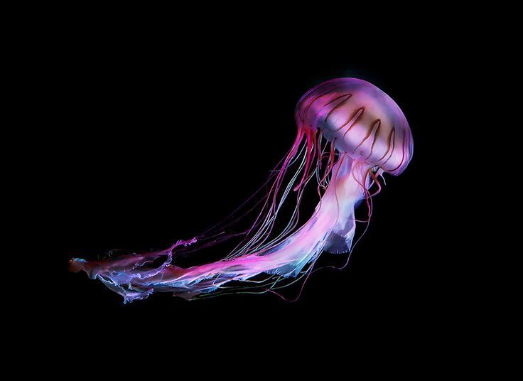 jammingjellies:  source