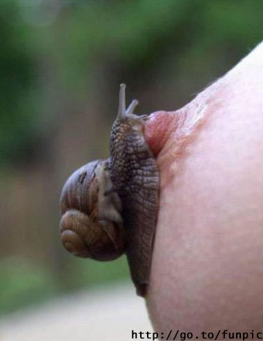 I’d never thought of this, but what a delightful way to torment a pet.  Several snails, placed all over her body, with movement restrictions so she can not remove the snails or touch herself.  After a cursory search, it seems that almost all snails