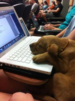awwww-cute:  College can be tiring