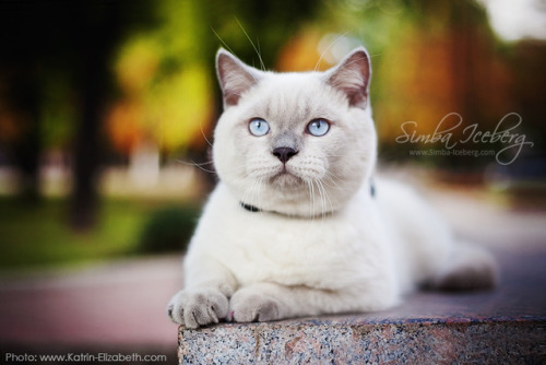 simba-iceberg:The most photogenic cat ever! My chubby boy Benedict ❤️© “SimbaIceberg&rdqu