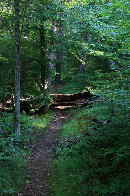 Buffalo River Trail - Near Ponca, Arkansas by Dan  Davis