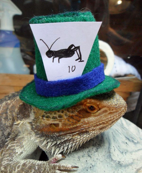 tastefullyoffensive:  Bearded Dragons Wearing Hats