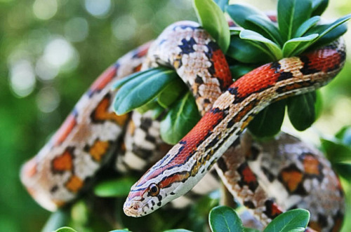 Corn snakes (Pantherophis guttatus) originate from North America, but can be found all over the worl