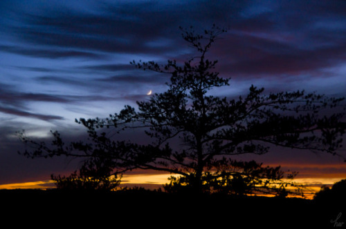 frolicingintheforest:The moon peeked out during sunset, I was happy for it’s return.