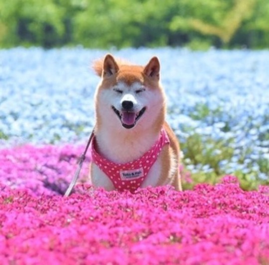 such-justice-wow:  evilidiot:  evilidiot:       I hate that “look how old doge looks :(“ post when it’s obviously edited to be more desaturated and blue tinted than how her owner usually posts so please enjoy some cute recent pics of kabosu from