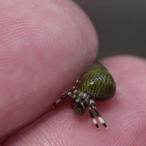 hermitcrabhelp:textless:More tiny hermit crabs, Kauai, March 2015.They’re precious!!