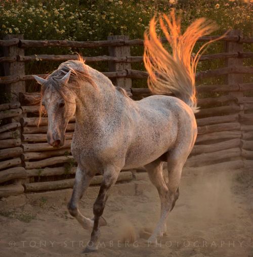 scarlettjane22:  An amazing stallion, photographed during my Spain workshop last spring at Hacienda Buena Suerte near Villamartin, Spain Tony Stromberg Photography https://www.facebook.com/TonyStrombergPhotography?fref=photo  Flames