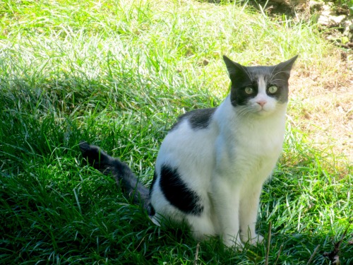 This cat comes into the garden and stares up at Utley when he’s looking out the window. It dri