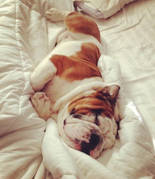English Bulldog Love