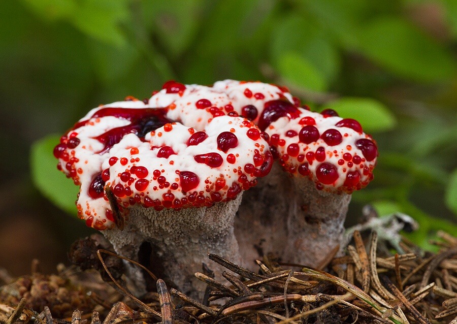 end0skeletal:   Weird Fungi! 1.  Orange Pore  2. Red Cup3. Inky Cap4. Veiled Lady5.
