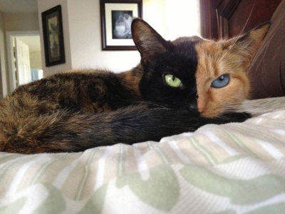 stunningpicture:
“The Cat with the Two Faces!
”