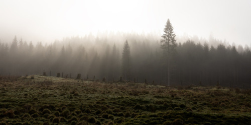 Misty Morning Mood A misty morning in the woods outside Bergen, Norway.