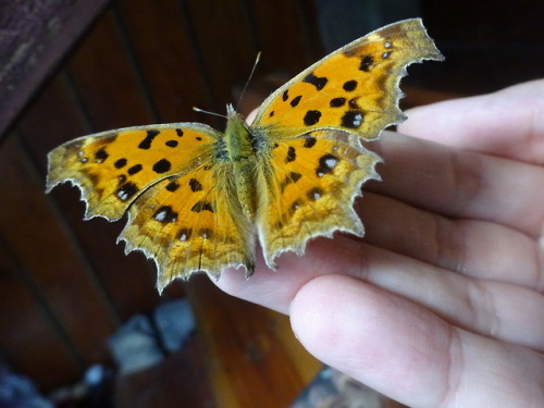  Yesterday’s guest on my doorstep and today’s urban walk after work. Shanghai turned ove