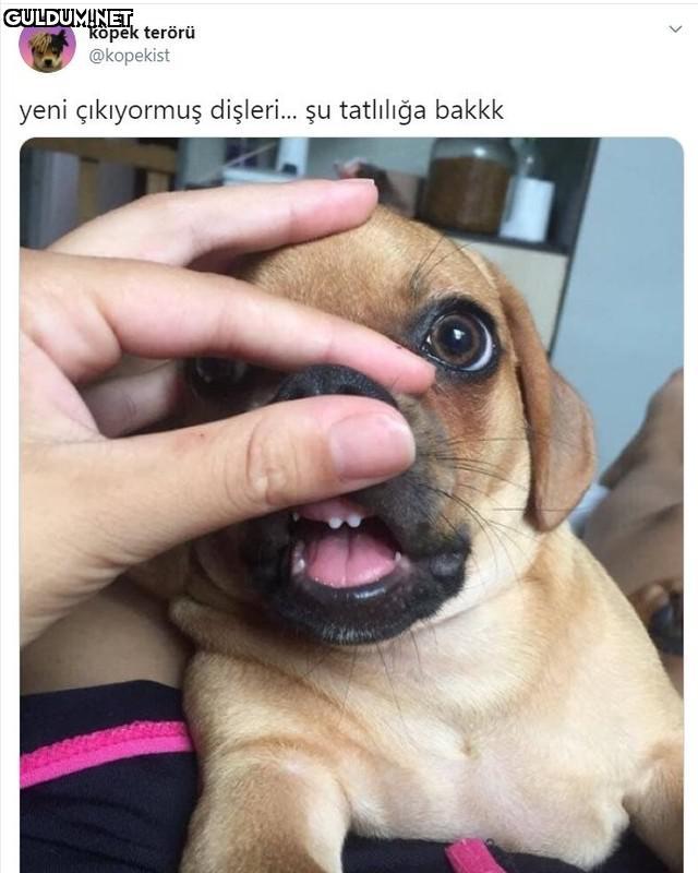 köpek terörü @kopekist...