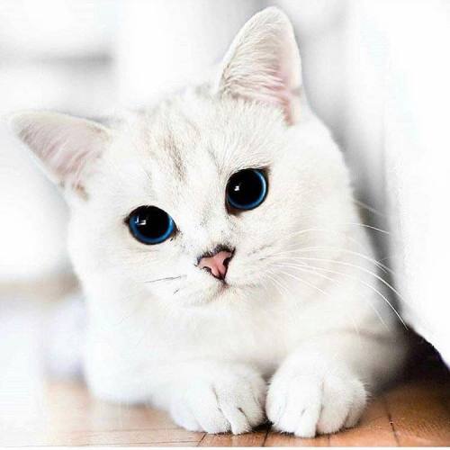 animals-addiction: This cat has the most beautiful eyes that I’ve seen. 