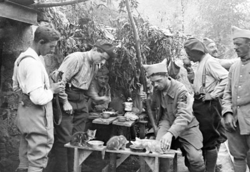 kittehkats: Cats at War Historical photos of cats and kittens in war settings.  A little tender