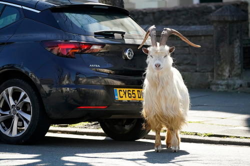 cottageinthelandserene:Because everyone is in lockdown, the wild mountain goats have taken over a to