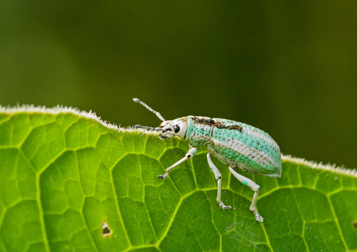 onenicebugperday: Weevil, Compsus viridivittatus, Colombia Photo 1 by sebastianberrio, photos 2-5 by