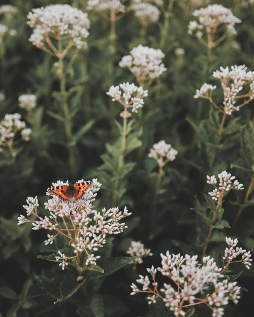 Instagram | Thewildwoodmoth