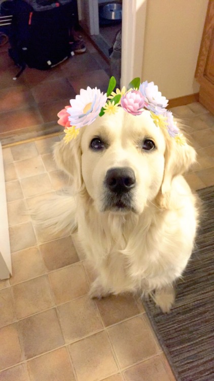 astronaute:  bluescrgnt:  so i tried the flower filter on my dog 😍  please tell her i love her 