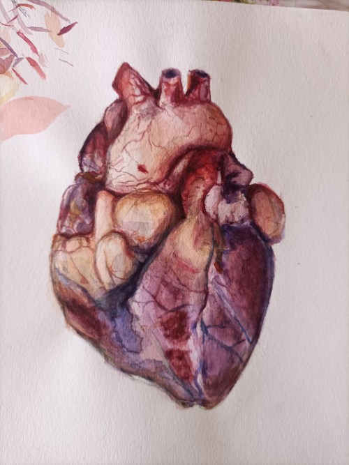 Anatomical Heartreference!
