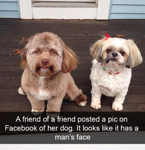 babyanimalgifs: Dog snapsvia @animalsnaps @itswrittenintheshinyorbthings