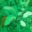 thegreenscarab
