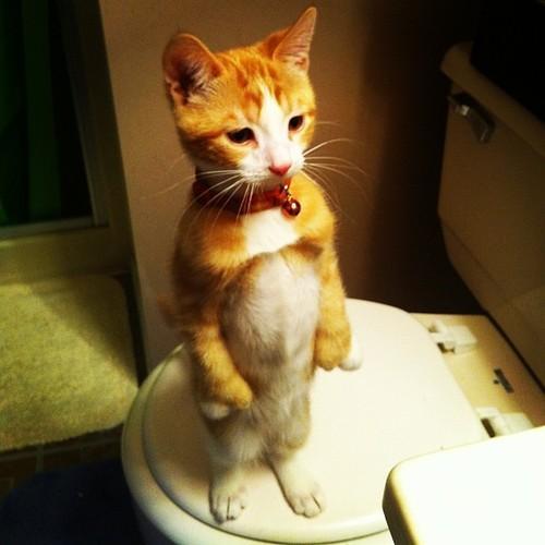 akimbd: Twitter / yakisoba: トイレの中で、何故か猫が直立不動で佇んでいた…。 h …