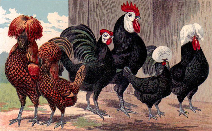 Chickens in Literature — From Animal Farm, A Fairy Story by George Orwell...
