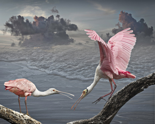 crossconnectmag:Envision Habitat - Composite Photographs by Cheryl MedowCherly Medow is a very patie