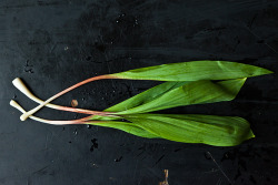 dark-rye:   Wild Ramp Pesto Fiery and bright, saenyc’s pesto surprised us in a couple of ways: it’s creamier than we expected it to be, despite a relatively small amount of olive oil and parmesan, and it has a lovely mild sweetness from the combination