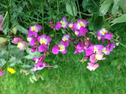 gyldenstjerne:tiny wildflower-types after day of drizzle